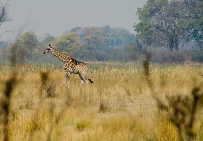 Jirafa - parque nacional de Bwabwata - Namibia.jpg